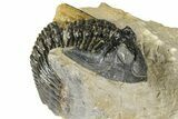 Hollardops Trilobite - Foum Zguid, Morocco #363221-3